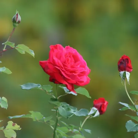 Mas Des Baues Oda ve Kahvaltı
